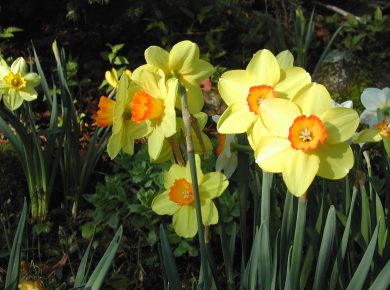 Narcissus And Daffodils