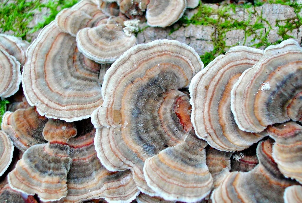 Bark shaped wild mushrooms