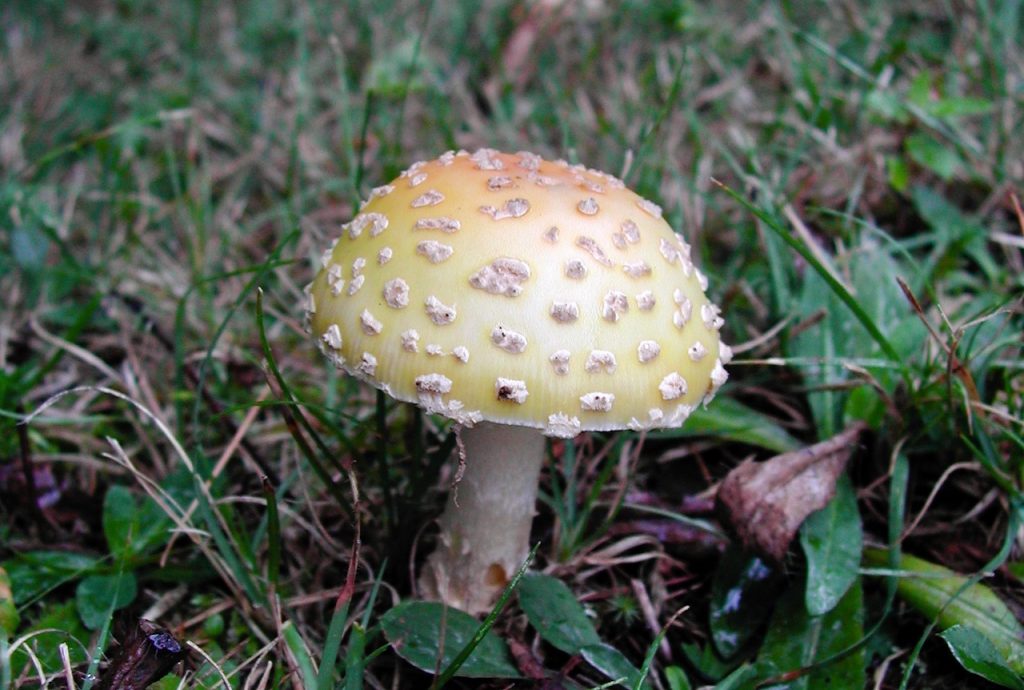 A round capped wild mushroom
