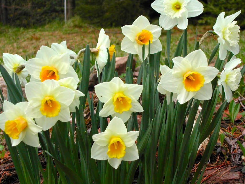 A mixture of different daffodils