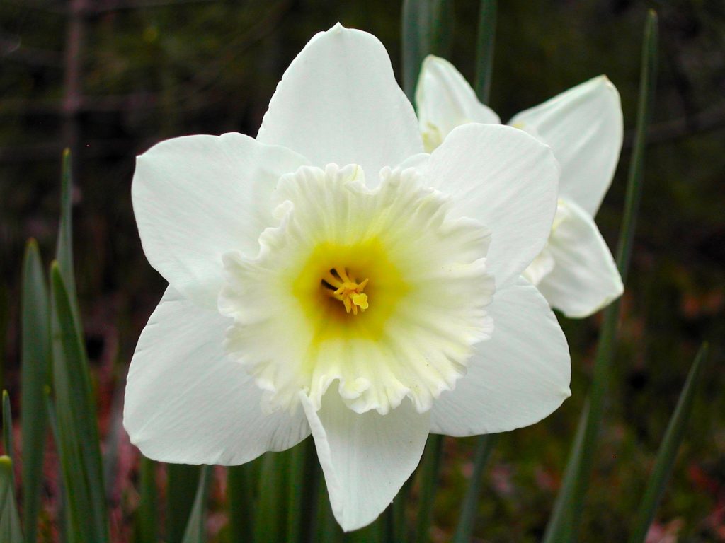 White daffodil