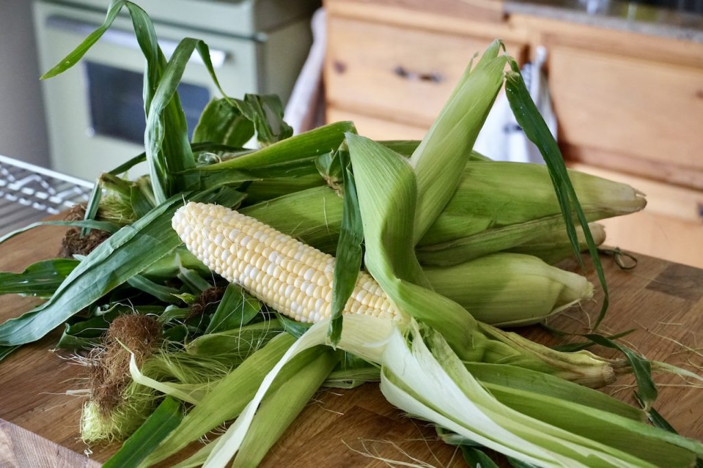 Freshly picked corn on the cob