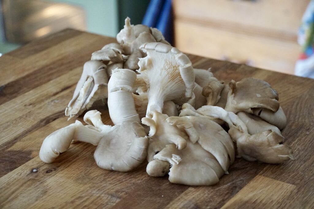 Bunches of fresh oyster mushrooms.