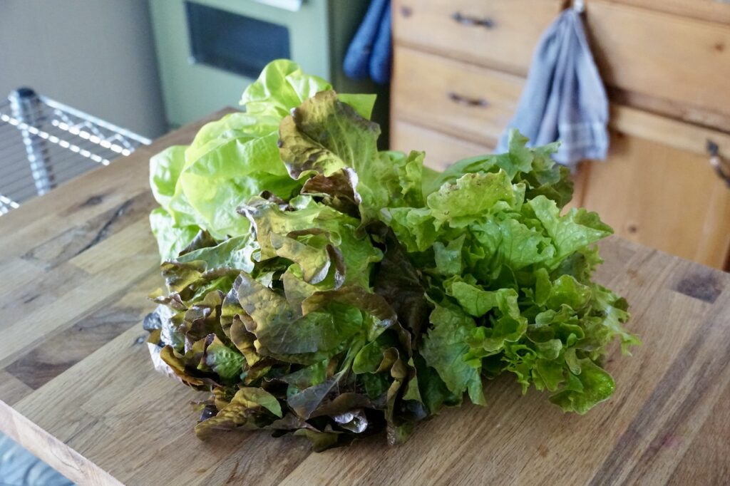Heads of red leaf, curly lettuce and Boston lettuce.